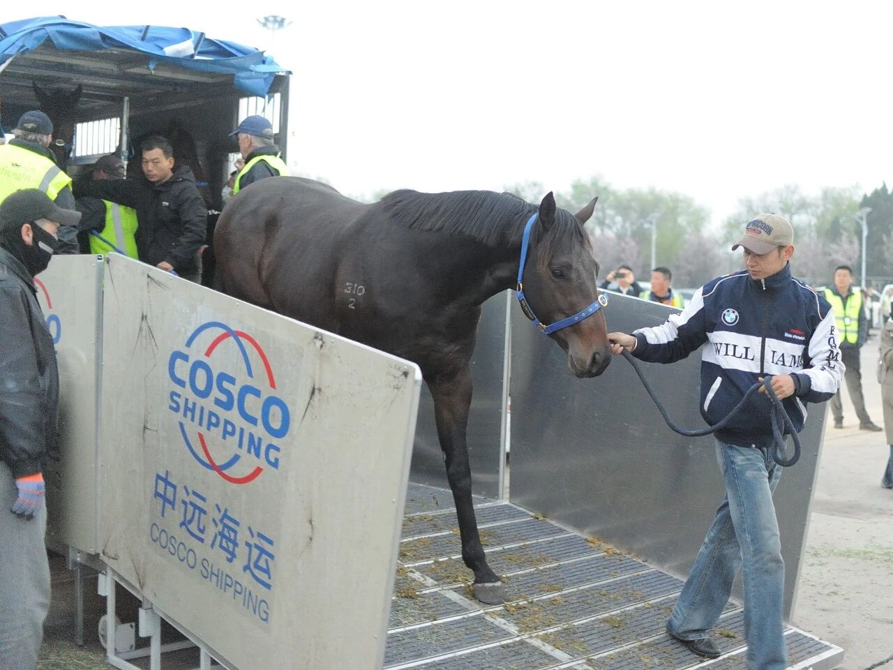 从墨尔本飞抵天津，全链条护航保障首批澳洲马匹进口